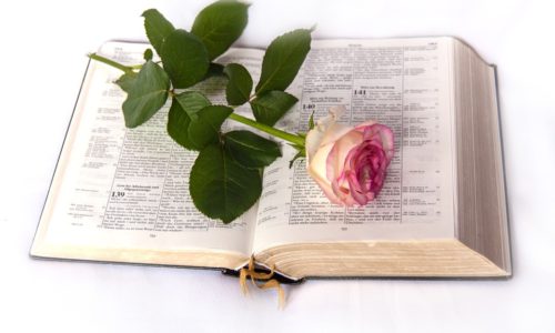 Church Bible Rose